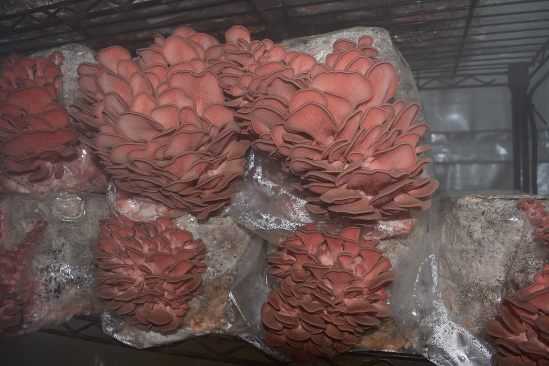 Pink Oyster JPN (Asia) (Master Culture Slant) – Mycology Research Grade