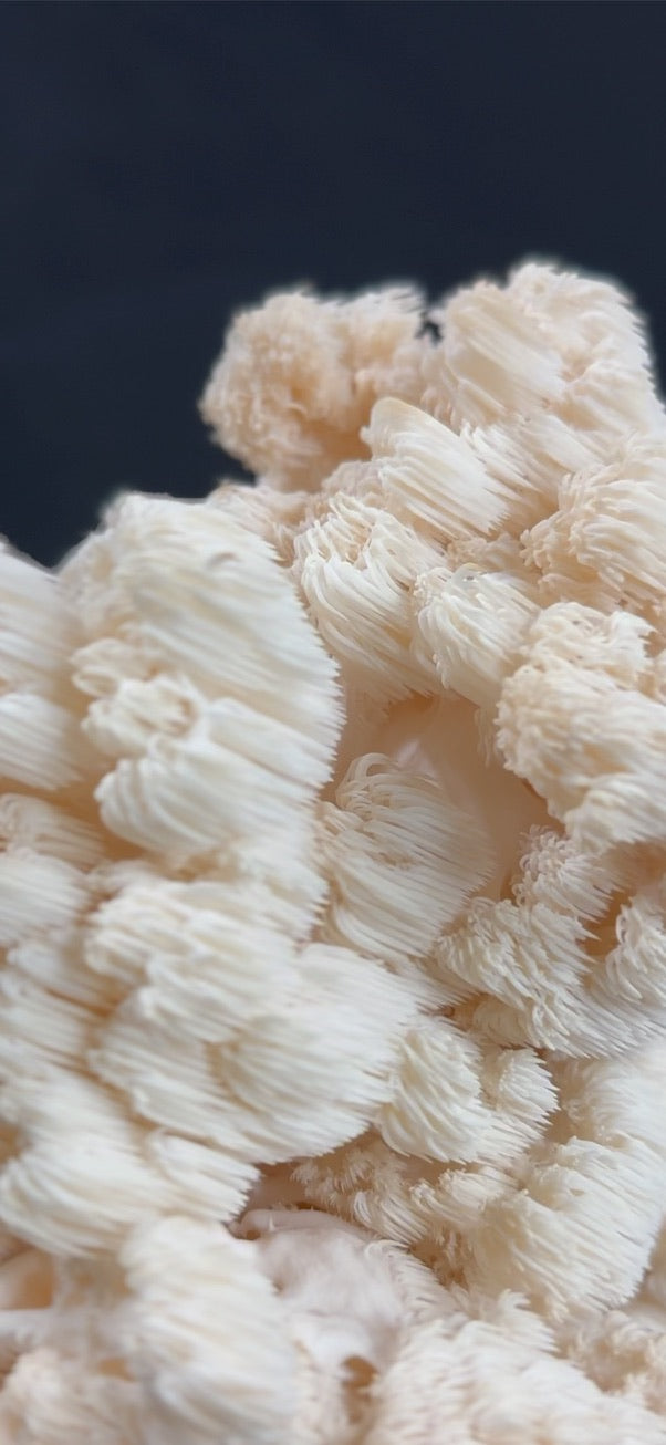 Comb Tooth Mycelium Grain Spawn
