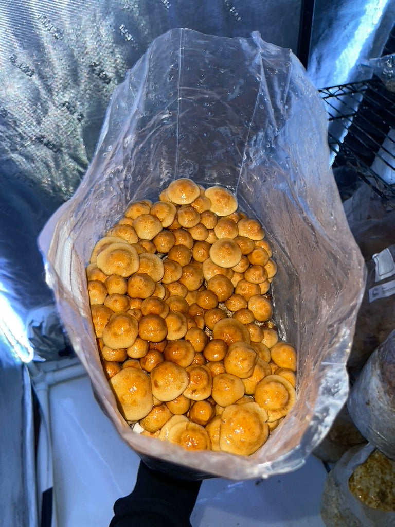 Nameko/Pholiota Nameko (Master Culture Slant) – Mycology Research Grade