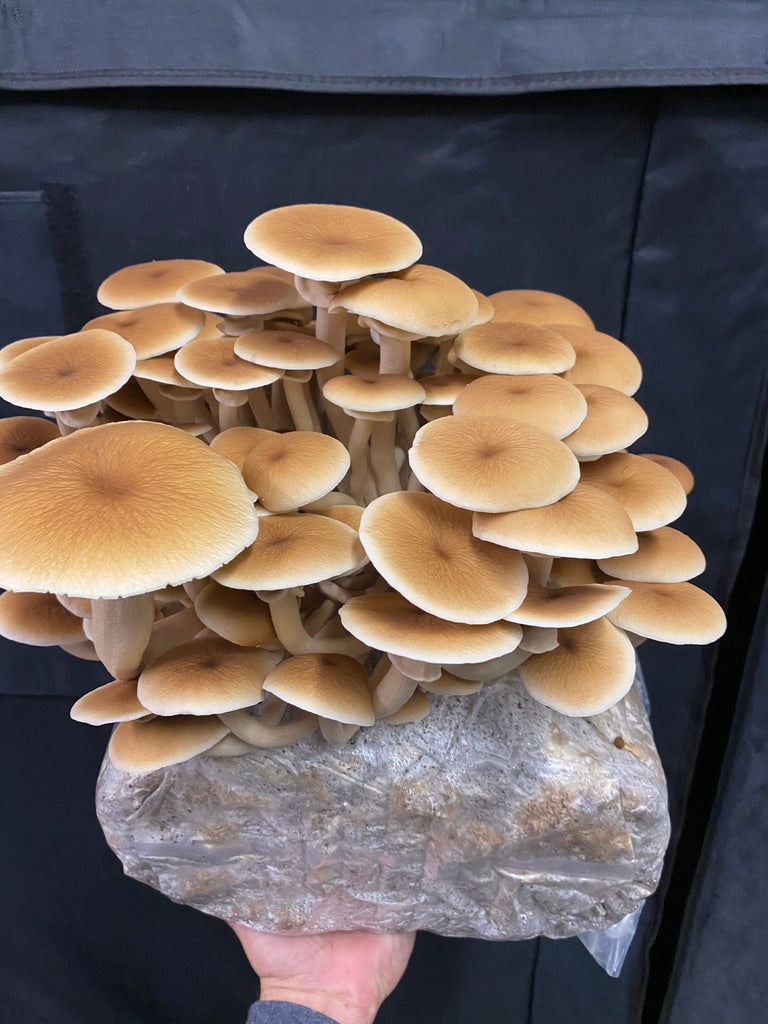 Pioppino Mycelium Grain Spawn