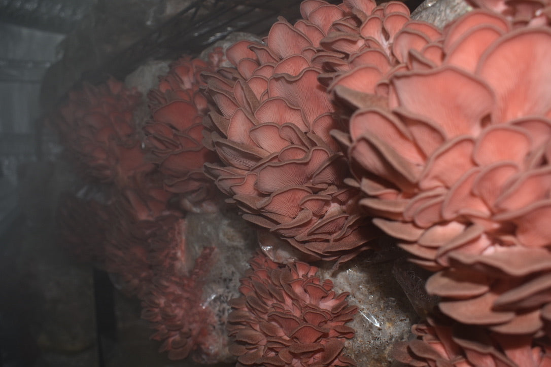 Pink Oyster JPN (Asia) (Master Culture Slant) – Mycology Research Grade