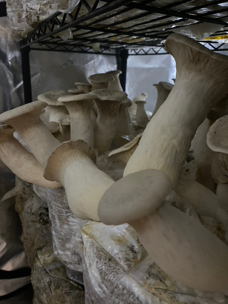 King Trumpet (Master Culture Slant) – Mycology Research Grade