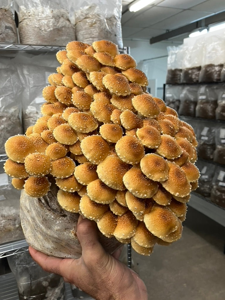 Chestnut/Pholiota Adiposa (Master Culture Slant) – Mycology Research Grade