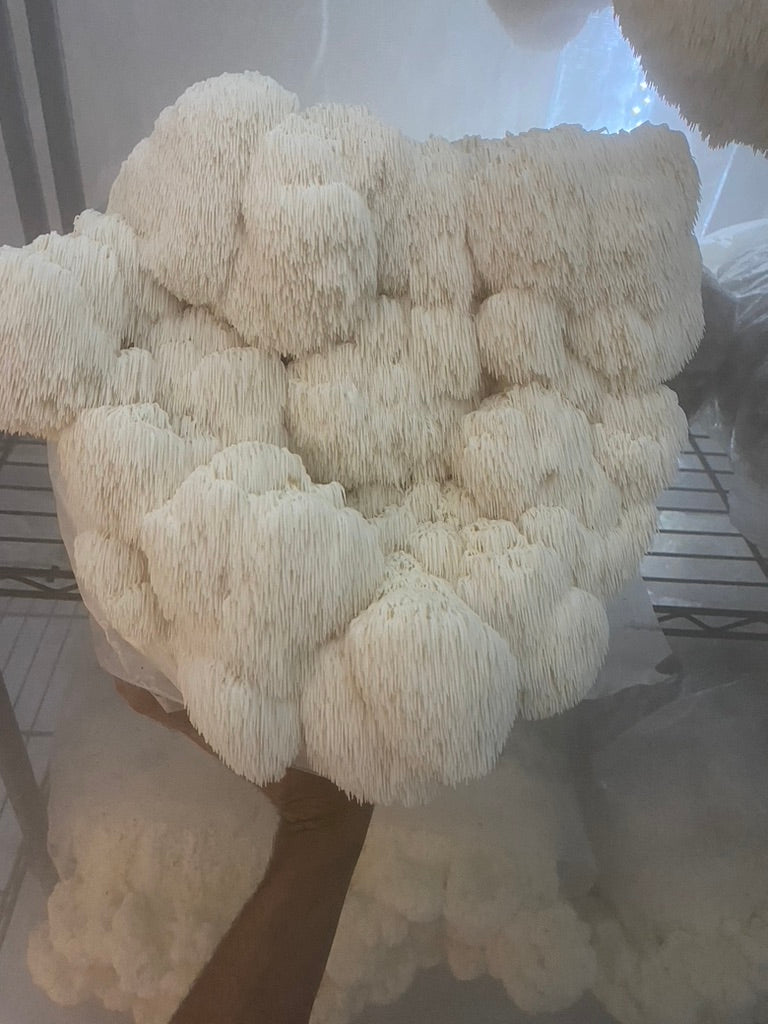 Lion’s Mane 3 (Master Culture Slant) – Mycology Research Grade