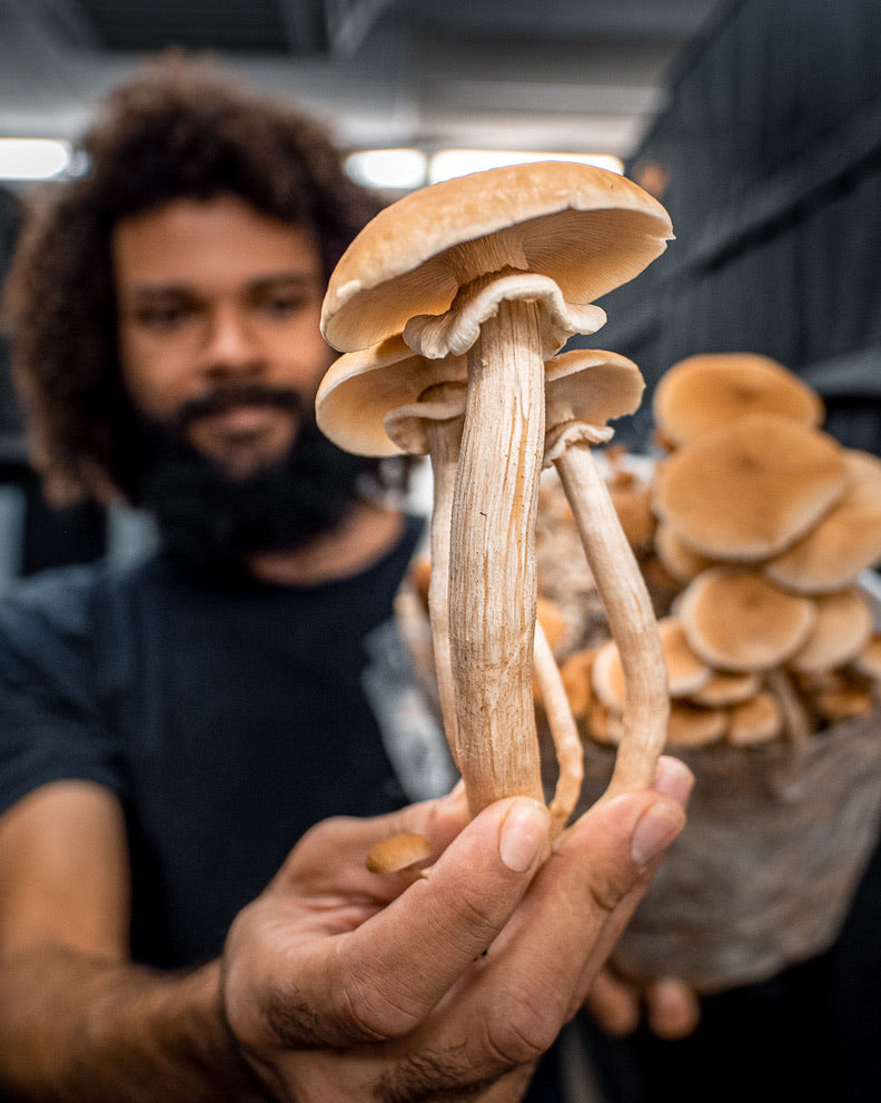 Pioppino/Agrocybe Aegerita (Master Culture Slant) – Mycology Research Grade