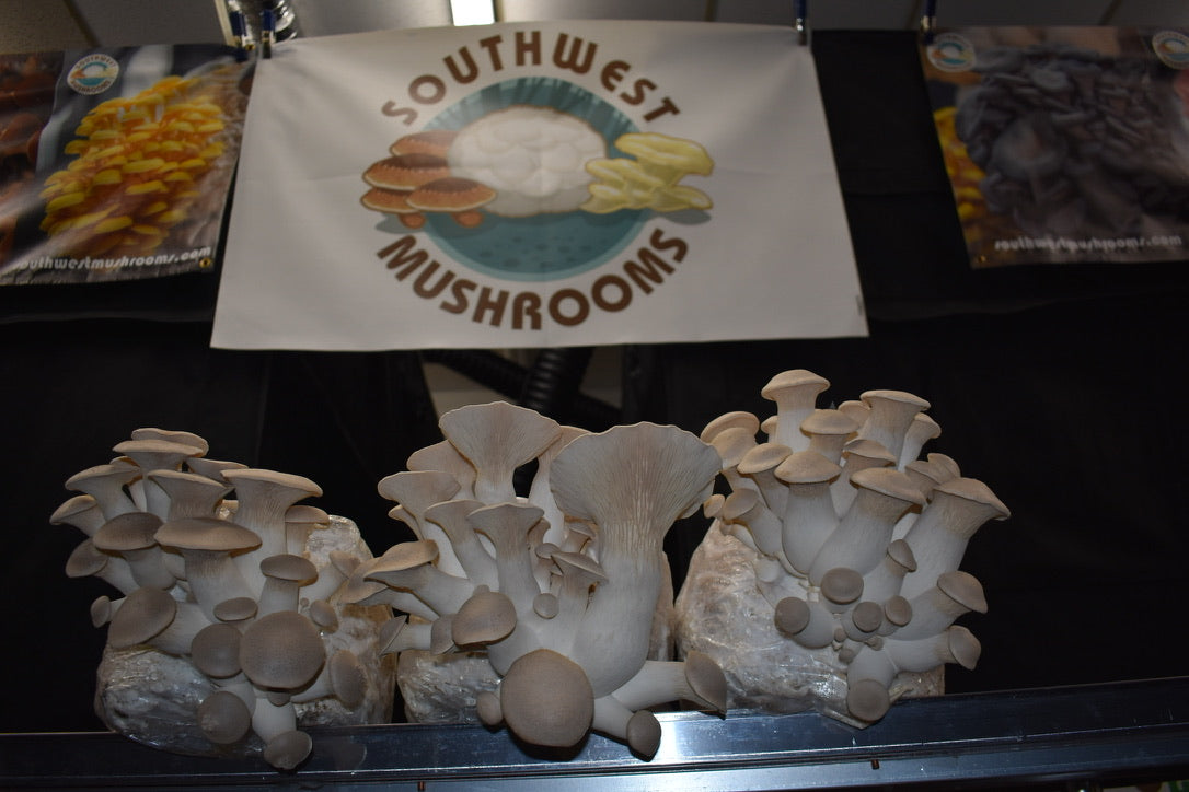 King Trumpet (Master Culture Slant) – Mycology Research Grade
