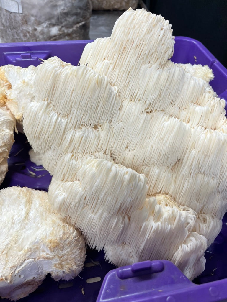 Lion’s Mane 0 (Master Culture Slant) – Mycology Research Grade