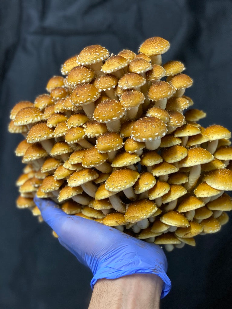Chestnut Mycelium Grain Spawn