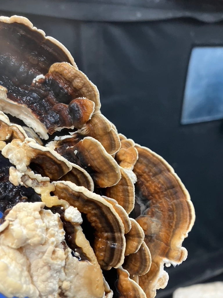 Turkey Tail Mycelium Grain Spawn