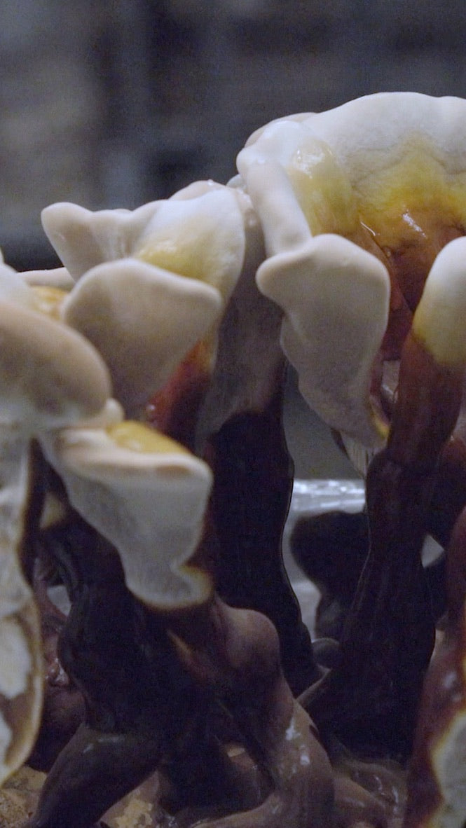 Reishi Mycelium Grain Spawn
