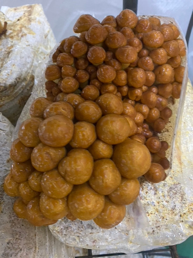 Nameko/Pholiota Nameko (Master Culture Slant) – Mycology Research Grade