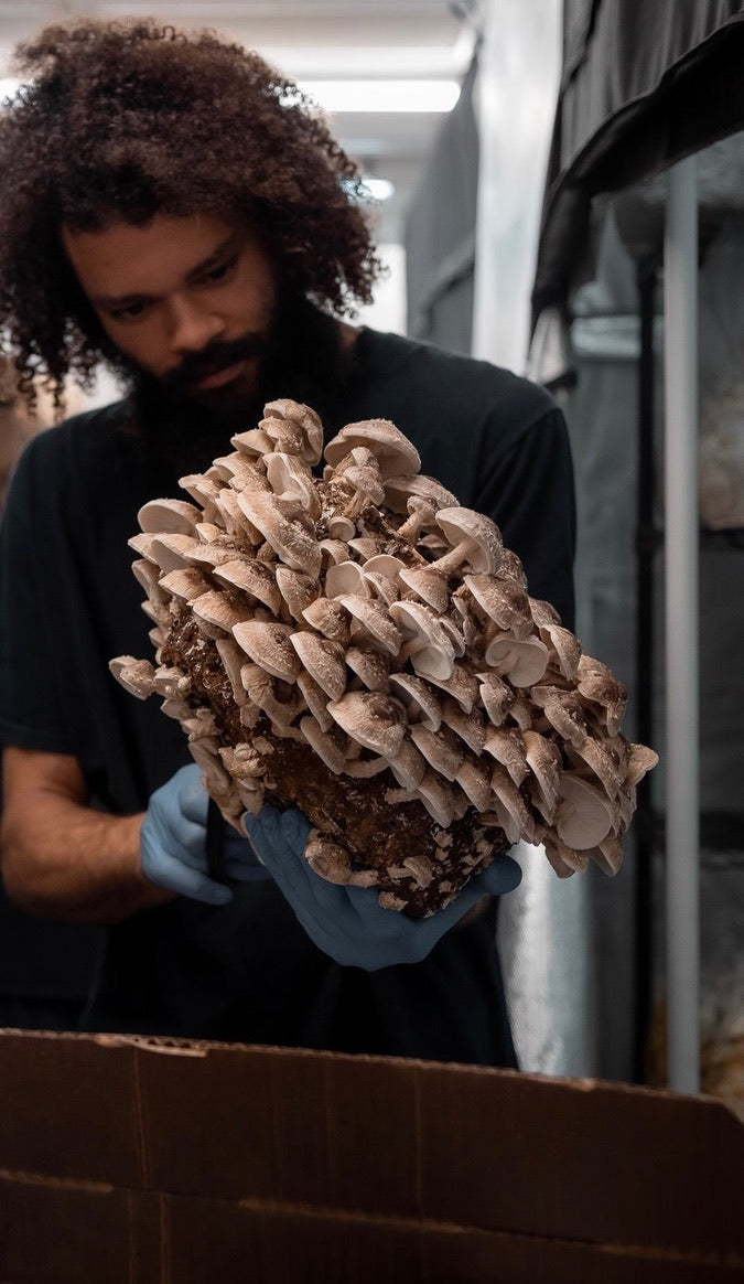 Lentinula Edodes- Shiitake 3782 (Master Culture Slant) – Mycology Research Grade
