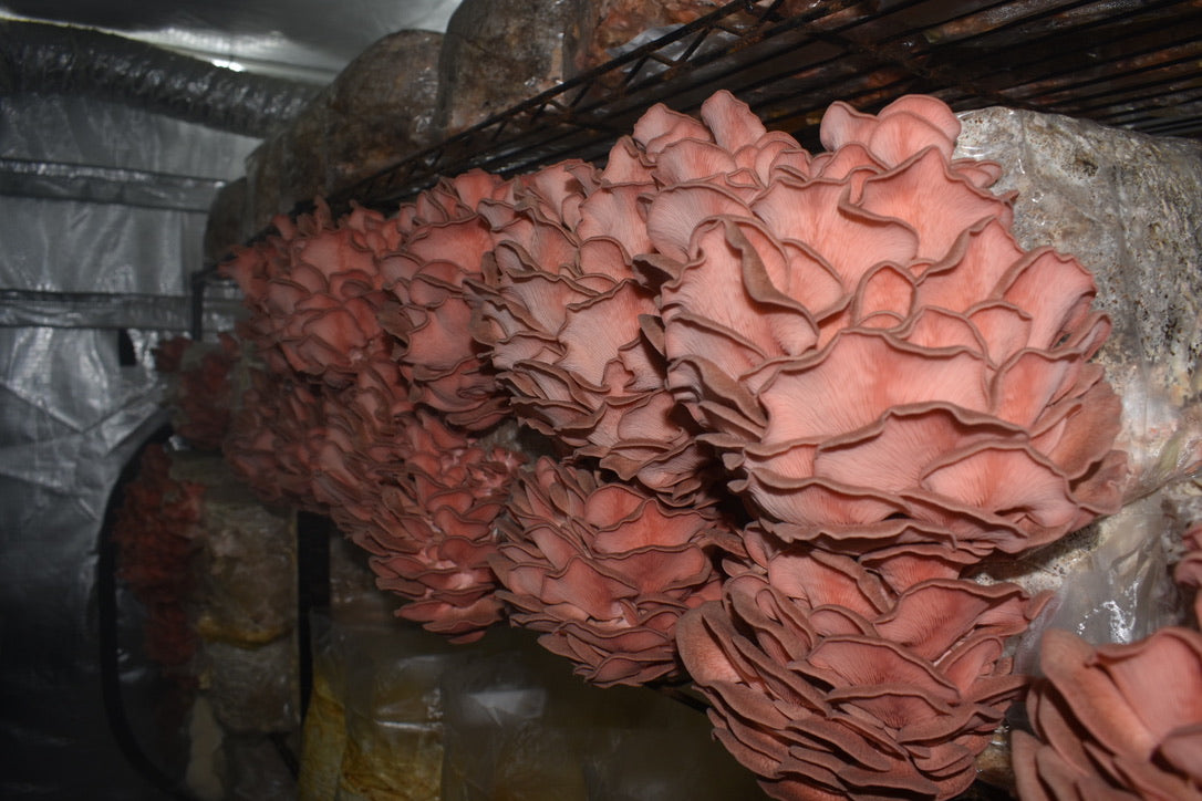 Pink Oyster JPN (Asia) (Master Culture Slant) – Mycology Research Grade