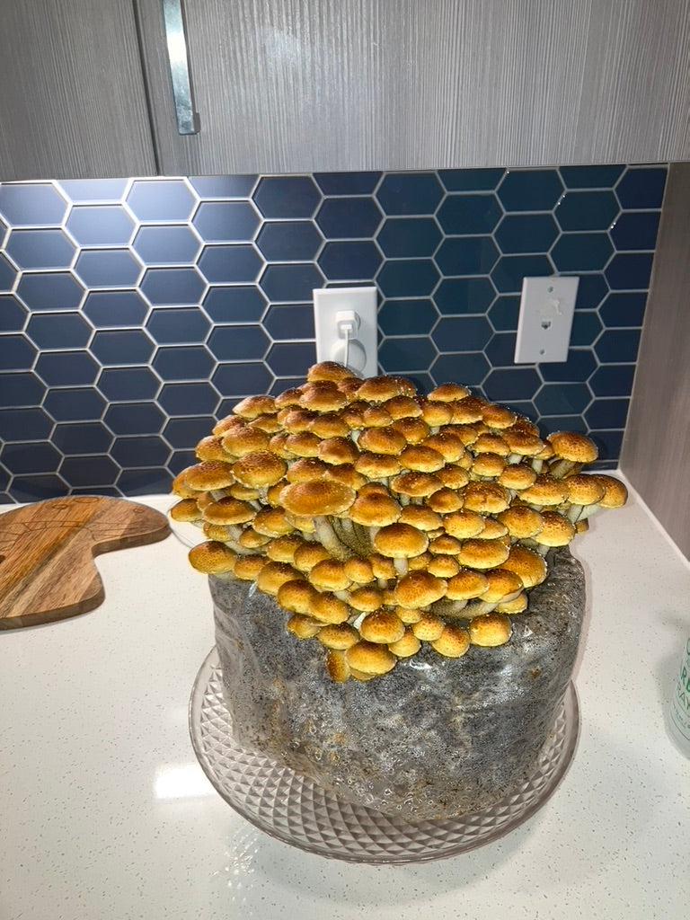 Chestnut/Pholiota Adiposa (Master Culture Slant) – Mycology Research Grade