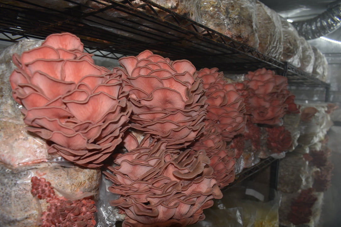 Pink Oyster JPN (Asia) (Master Culture Slant) – Mycology Research Grade