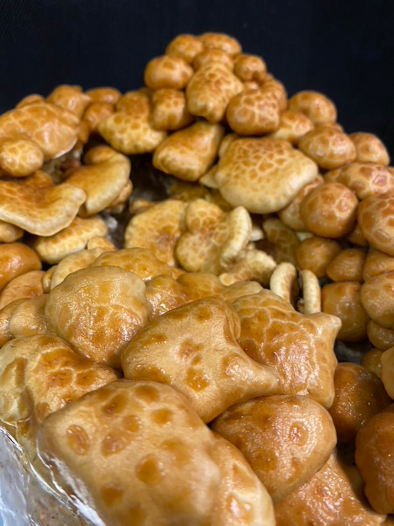 Nameko/Pholiota Nameko (Master Culture Slant) – Mycology Research Grade