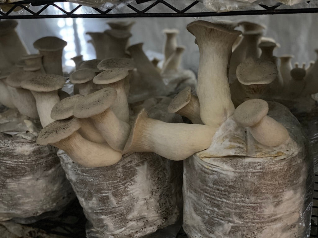 King Trumpet (Master Culture Slant) – Mycology Research Grade