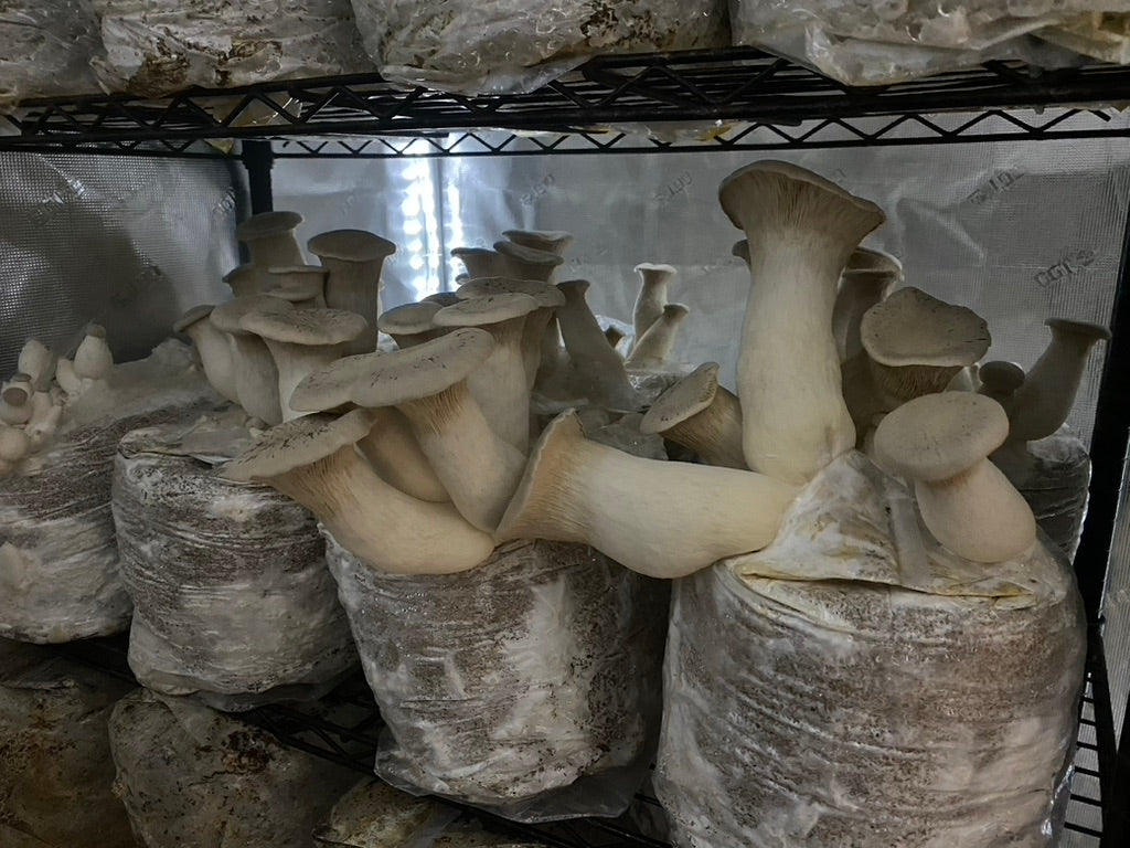 King Trumpet (Master Culture Slant) – Mycology Research Grade