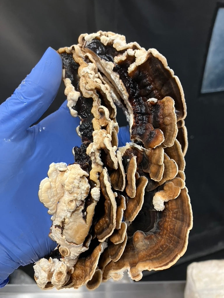Turkey Tail Mycelium Grain Spawn