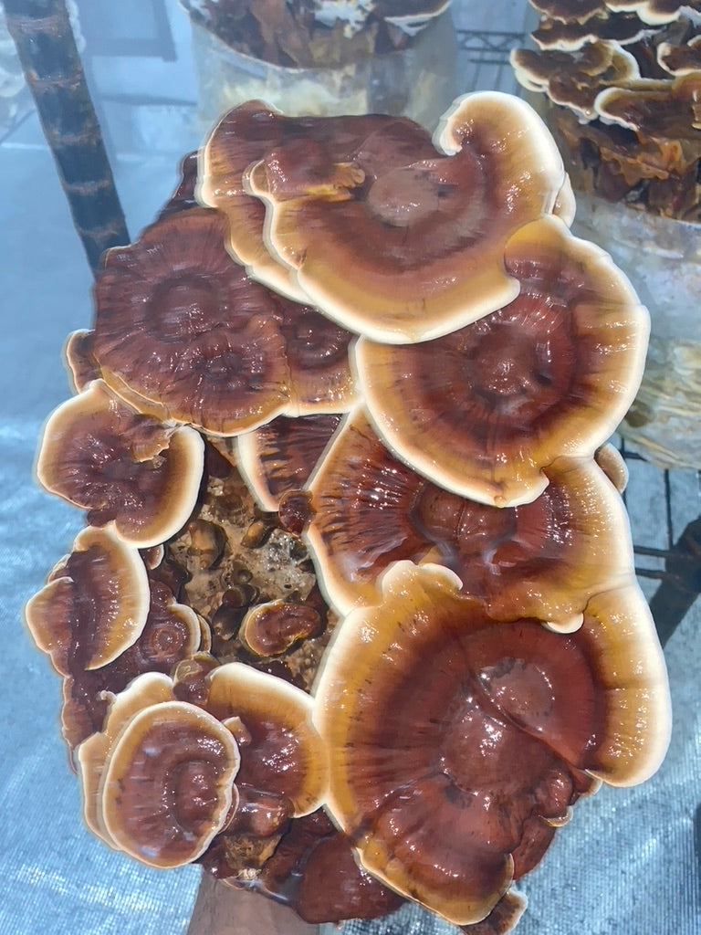 Reishi Mycelium Grain Spawn