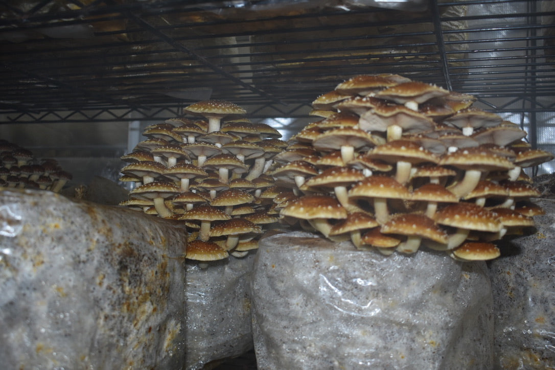 Chestnut Mycelium Grain Spawn