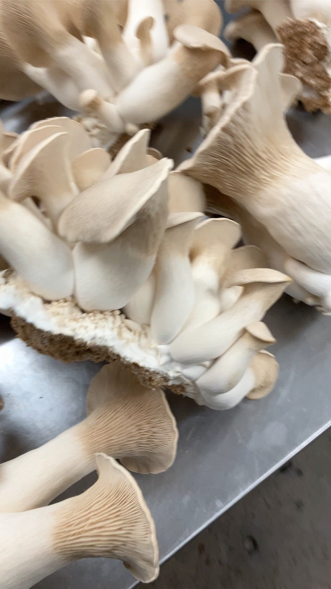 King Trumpet (Master Culture Slant) – Mycology Research Grade
