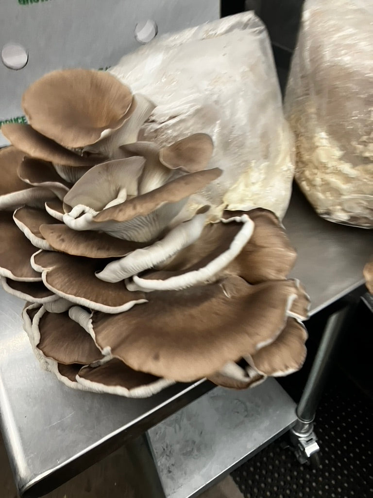 Italian Oyster Mycelium Grain Spawn