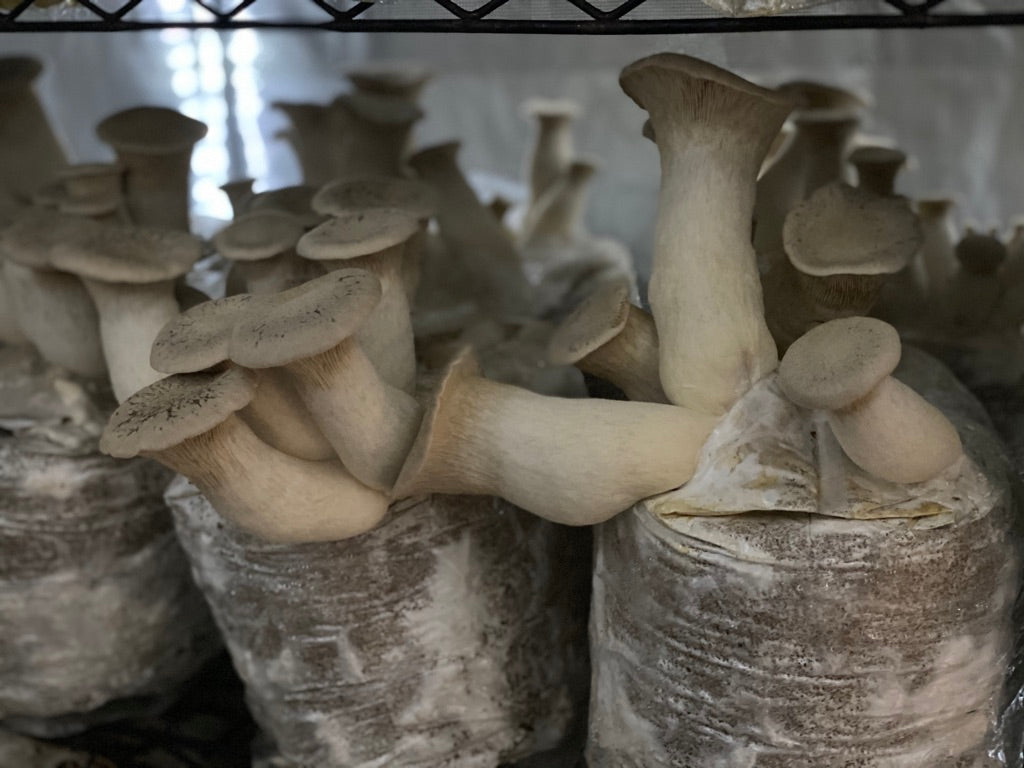 King Trumpet (Mycelium Agar Culture) – Mycology Research Grade