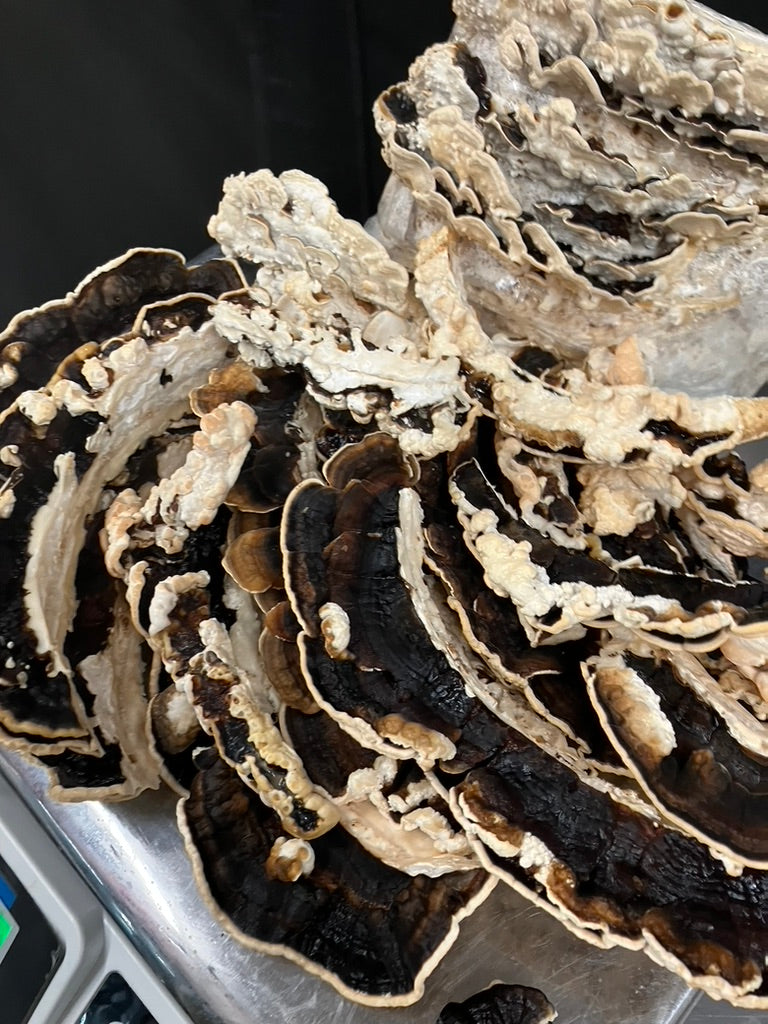 Turkey Tail Mycelium Grain Spawn