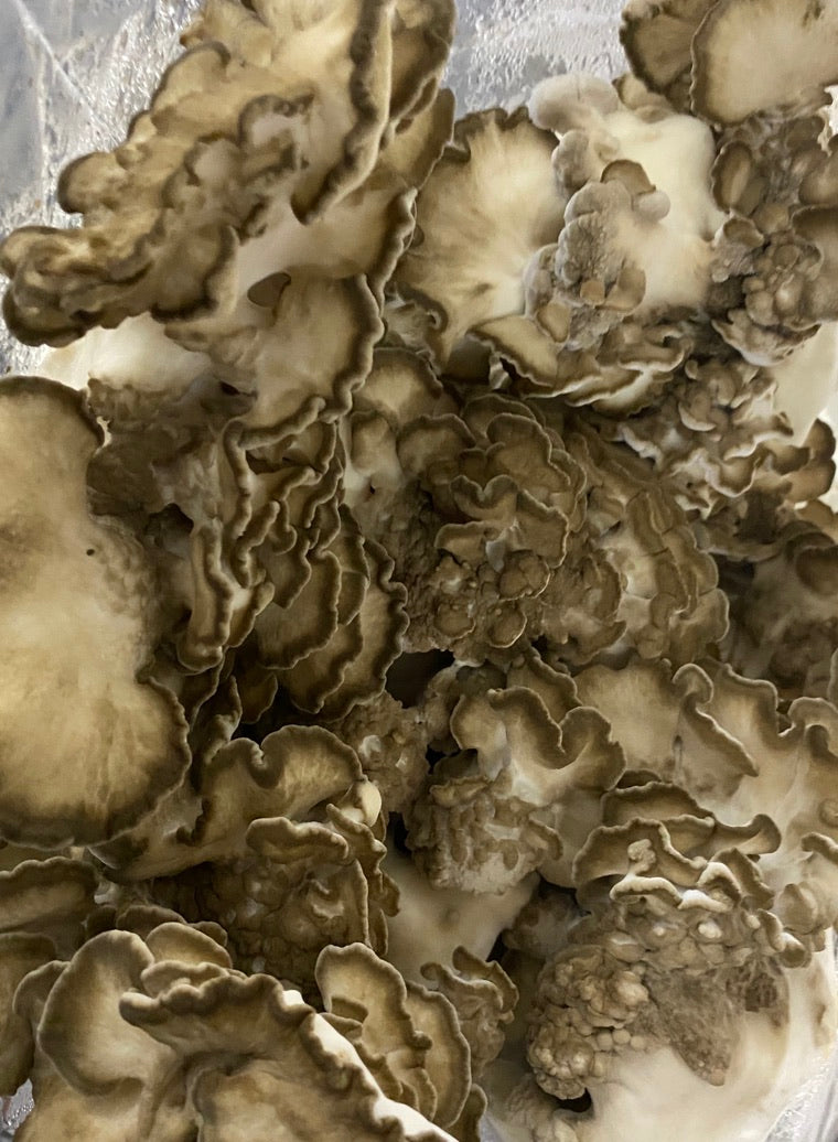 Strainstorm 28 — 28‑Strain Liquid Culture Library (+ Audio & e‑Book)
