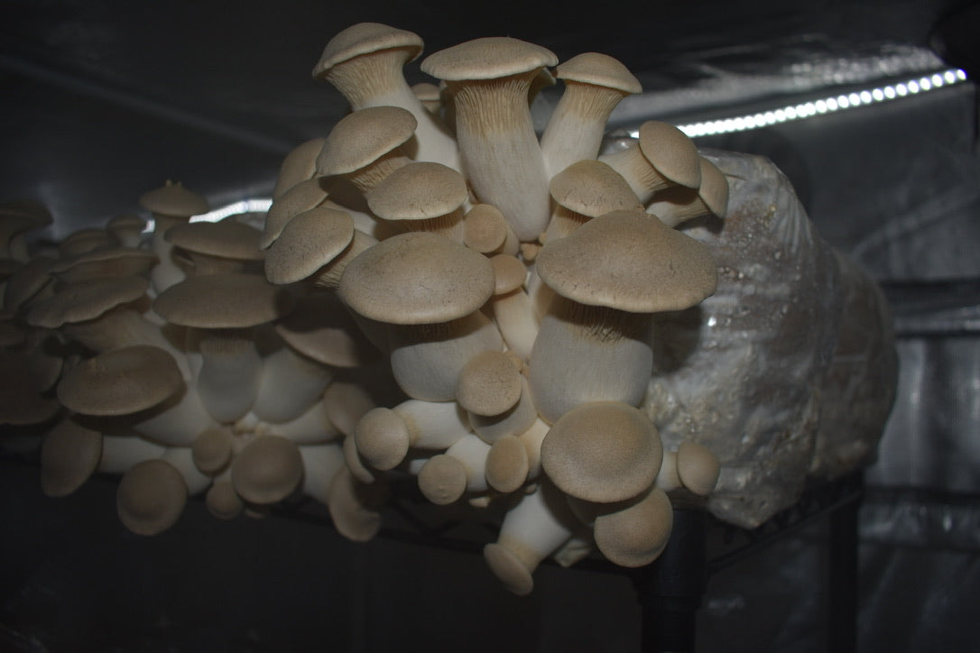 King Trumpet (Master Culture Slant) – Mycology Research Grade