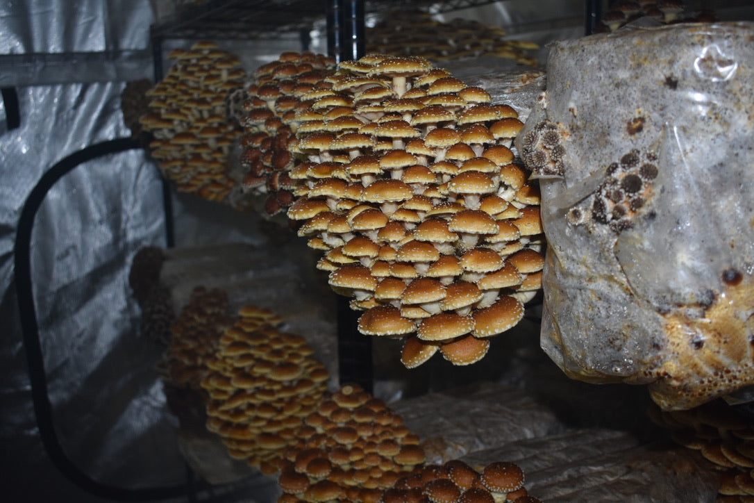 Chestnut Mycelium Grain Spawn