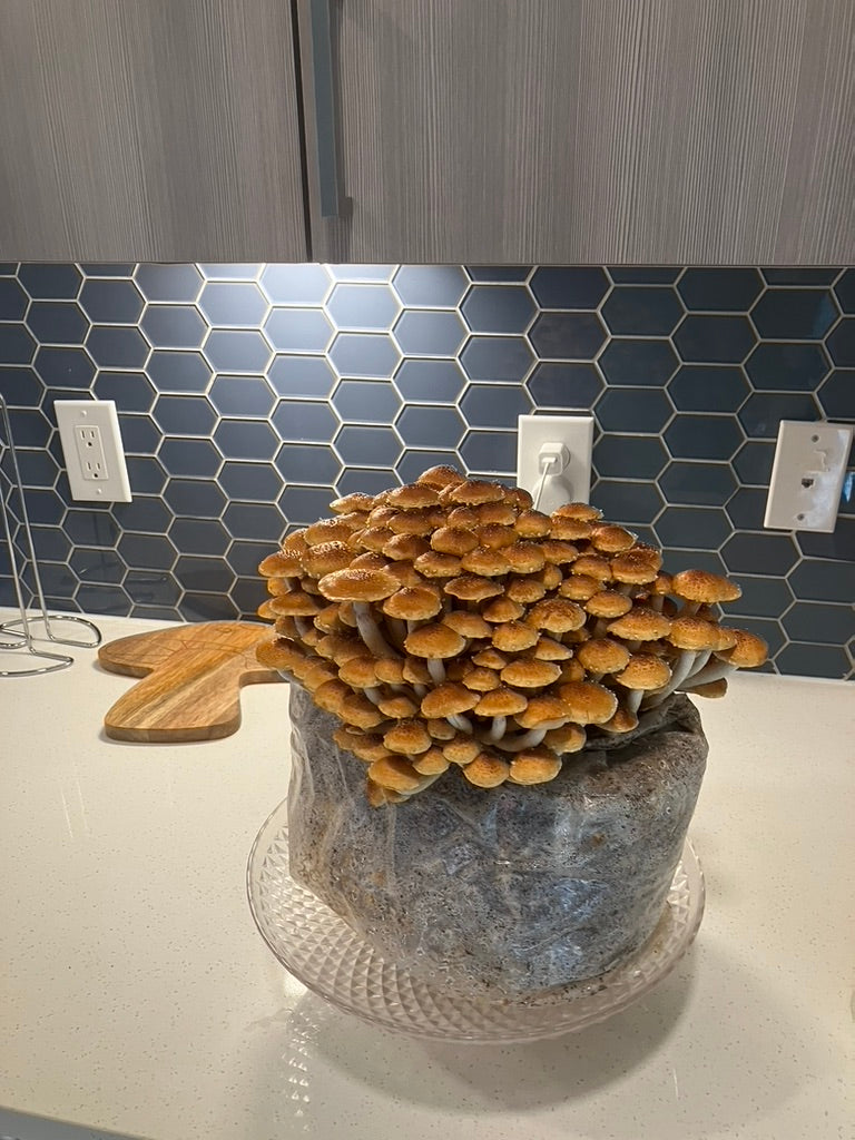 Chestnut/Pholiota Adiposa (Master Culture Slant) – Mycology Research Grade
