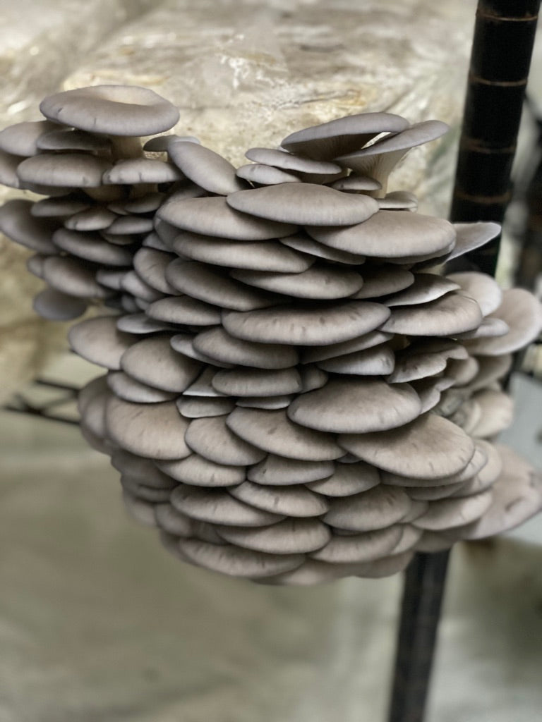 Blue/California Oyster(Master Culture Slant) – Mycology Research Grade