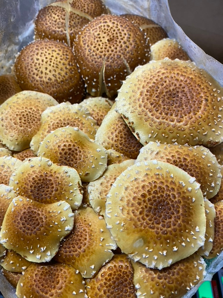 Chestnut/Pholiota Adiposa (Master Culture Slant) – Mycology Research Grade