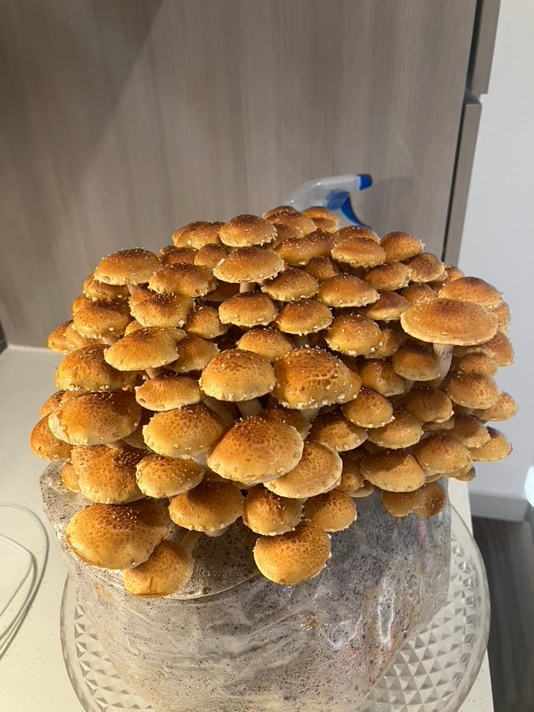 Chestnut/Pholiota Adiposa (Master Culture Slant) – Mycology Research Grade
