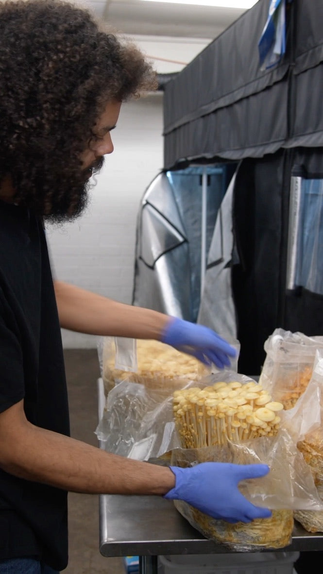 Golden Enoki (Master Culture Slant) – Mycology Research Grade