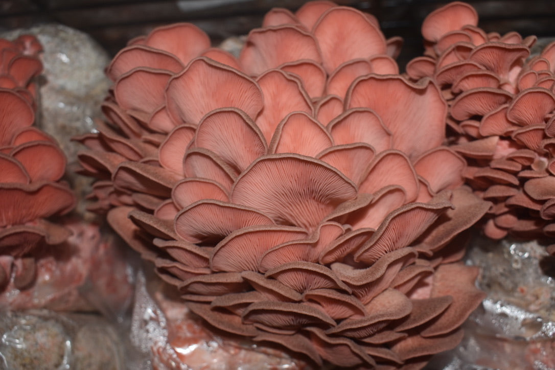 Pink Oyster Mycelium Grain Spawn