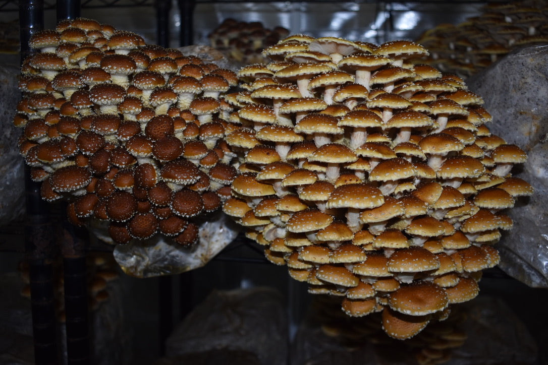 Chestnut Mycelium Grain Spawn