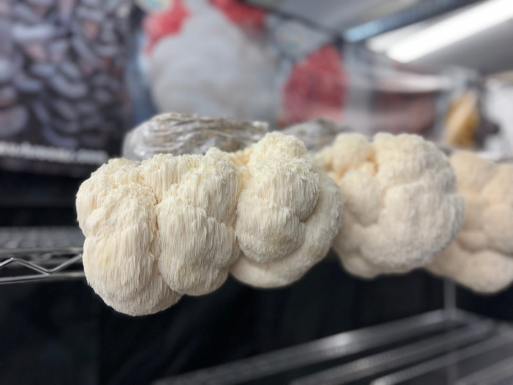 Bear’s Head/Hericium Americanum (Mycelium Agar Culture) – Mycology Research Grade