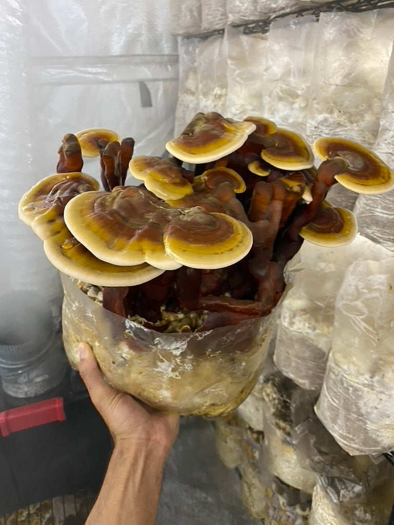 Strainstorm 28 — 28‑Strain Liquid Culture Library (+ Audio & e‑Book)