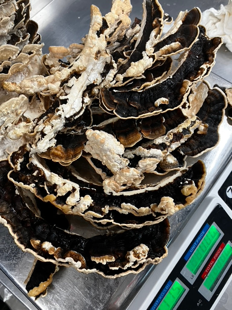 Turkey Tail Mycelium Grain Spawn