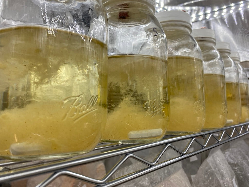 Strainstorm 28 — 28‑Strain Liquid Culture Library (+ Audio & e‑Book)