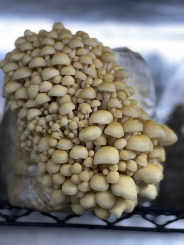 Golden Enoki (Master Culture Slant) – Mycology Research Grade