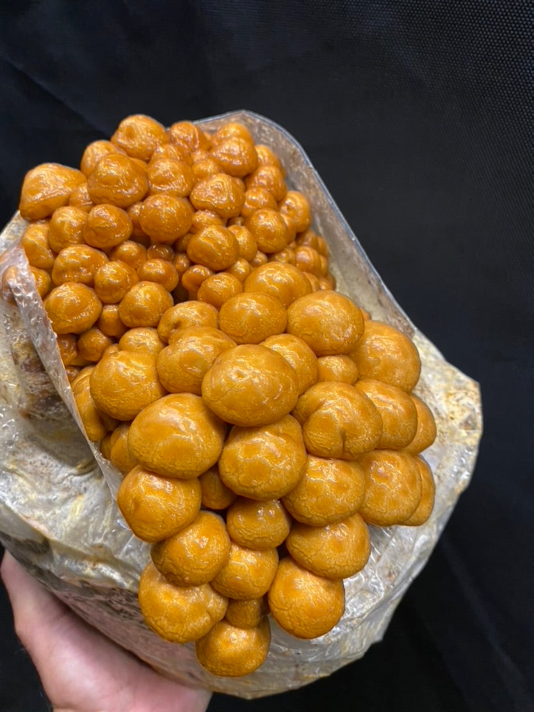 Nameko/Pholiota Nameko (Master Culture Slant) – Mycology Research Grade