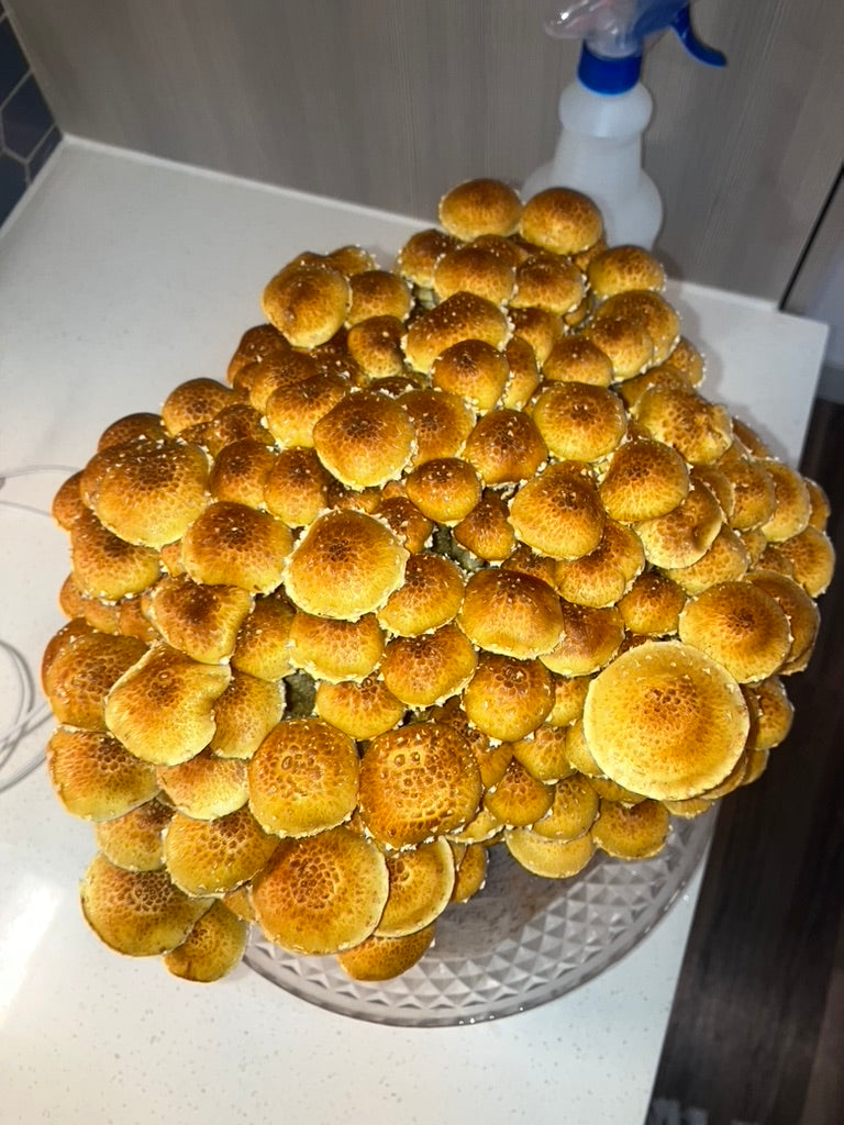 Chestnut/Pholiota Adiposa (Master Culture Slant) – Mycology Research Grade