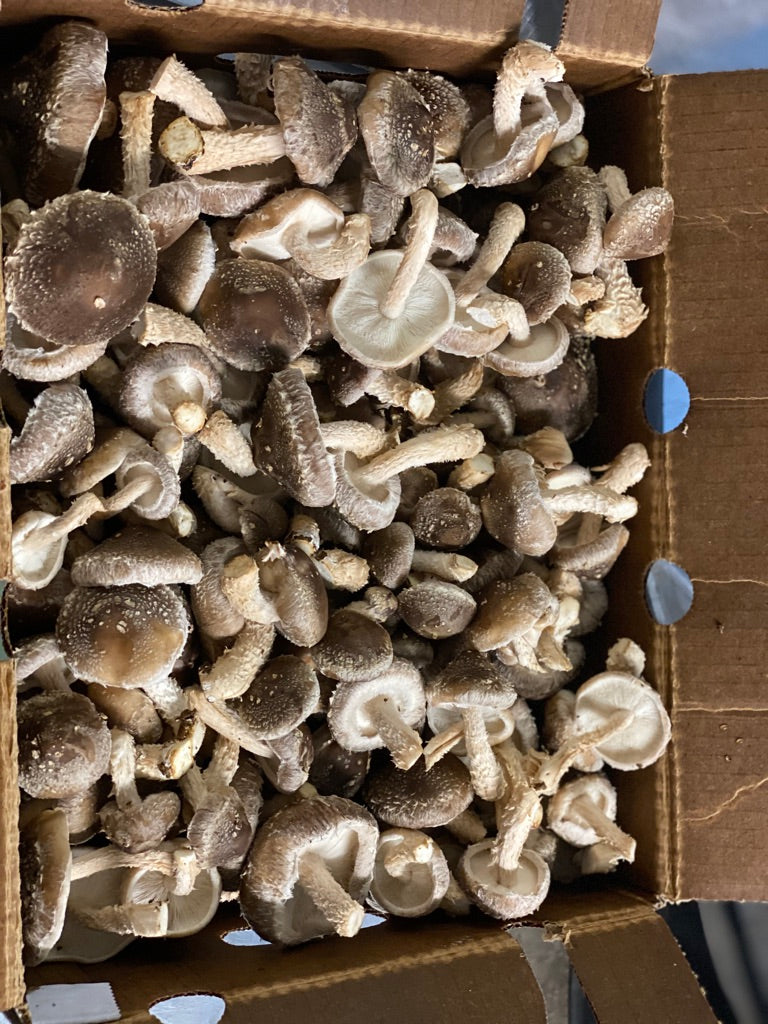 Lentinula Edodes- Shiitake 3782 (Master Culture Slant) – Mycology Research Grade