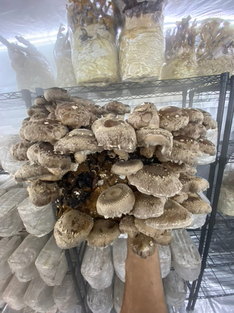 Lentinula Edodes-Shiitake 3790 (Master Culture Slant) – Mycology Research Grade