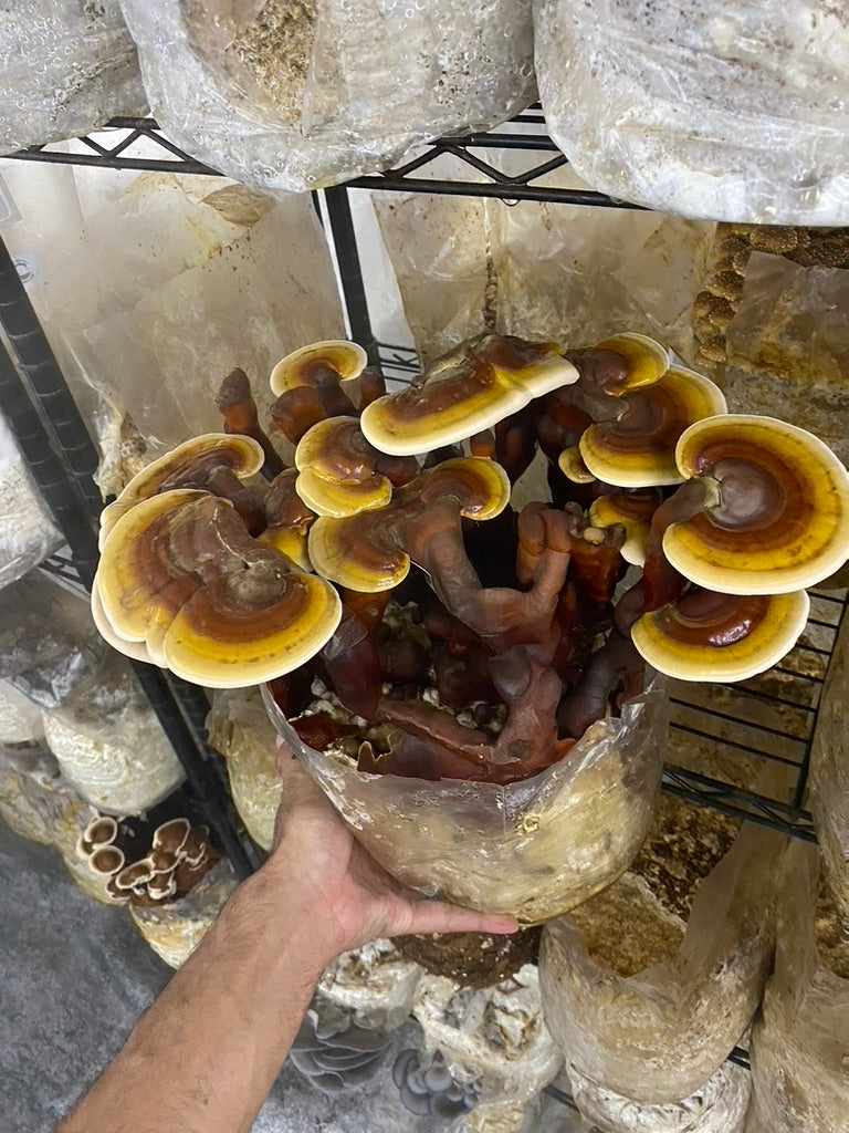 Reishi Mycelium Grain Spawn