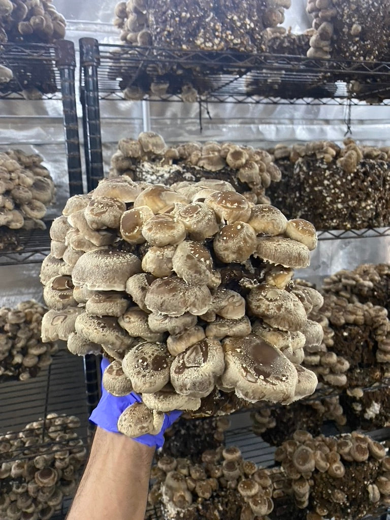 Lentinula Edodes-Shiitake 3790 (Master Culture Slant) – Mycology Research Grade